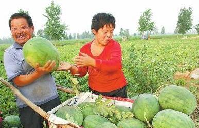 哨头村吃瓜,夏日吃瓜盛宴，感受乡村田园生活