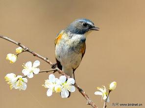 手指鸟明星,揭秘手指鸟的神奇魅力