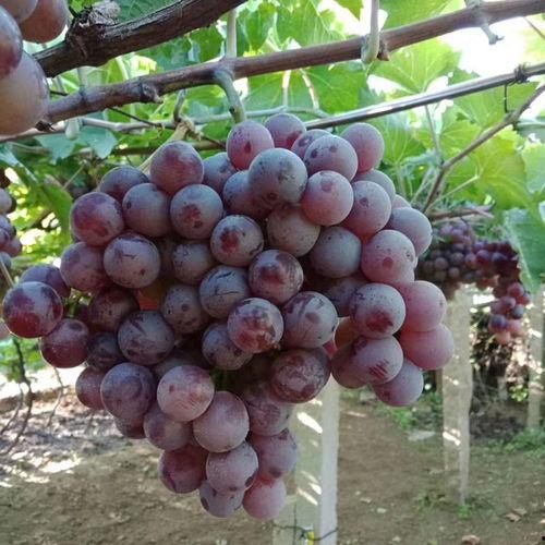 网红葡萄苗