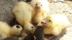 鸭瓜怎么吃,教你轻松解锁多种食用方法