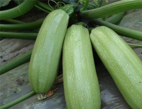 吃梗瓜有什么好处,解锁快乐与健康的双重益处